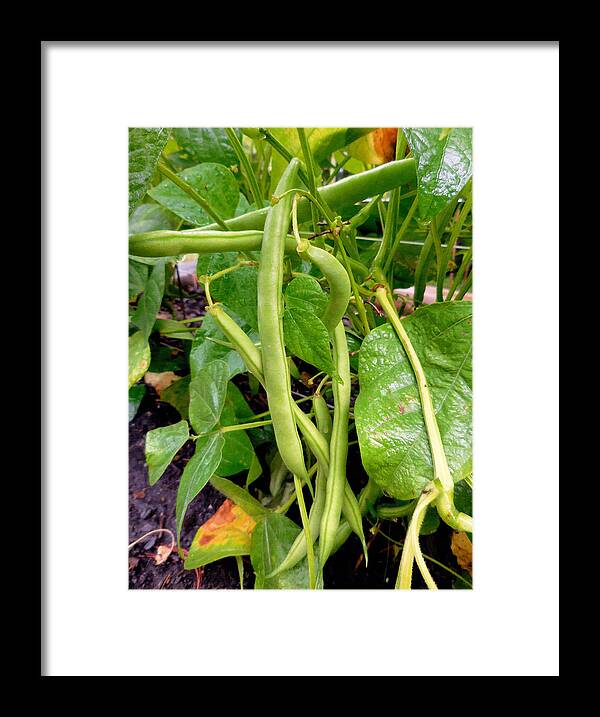 Peas Growing On The Farm Framed Print featuring the painting Peas growing on the farm 4 by Jeelan Clark