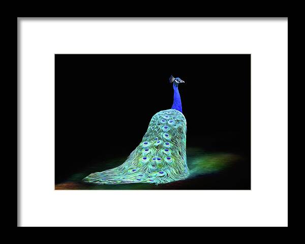 Peacocks Framed Print featuring the photograph Peacocks by Steven Michael