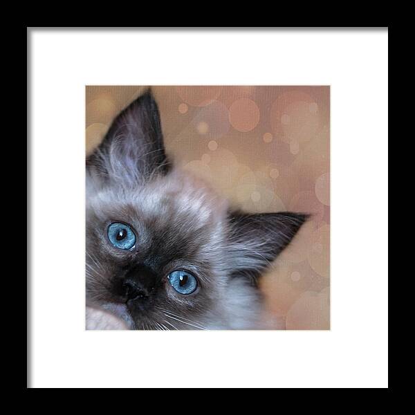 Cat Framed Print featuring the photograph Peek-A-Boo 2 by Jennifer Grossnickle