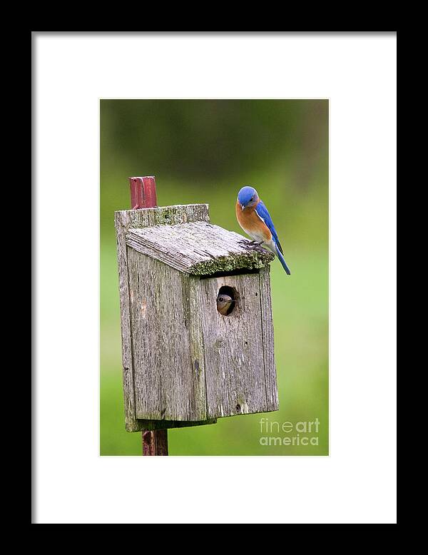 Bluebird Framed Print featuring the photograph Peek a Boo Blue by Steve Stuller
