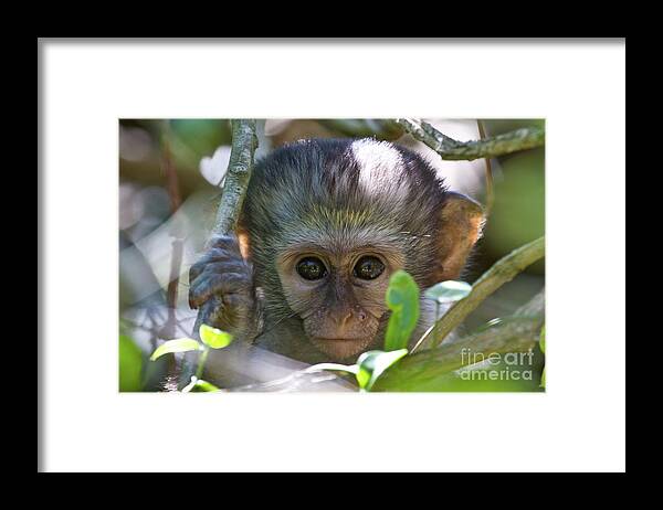 Wildlife Framed Print featuring the photograph Peek-a-boo by Jennifer Ludlum