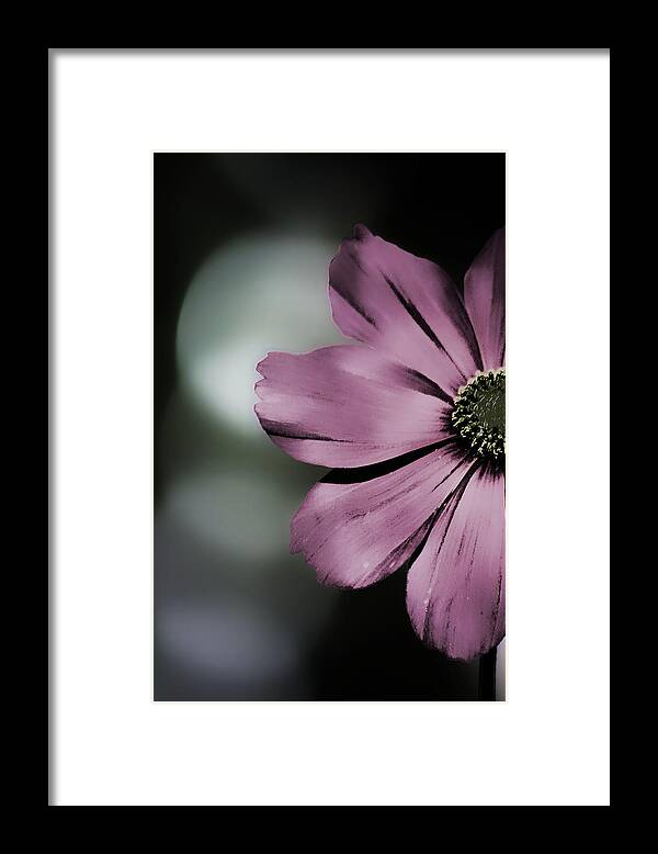 Cosmos Framed Print featuring the photograph Peekaboo by Bonnie Bruno