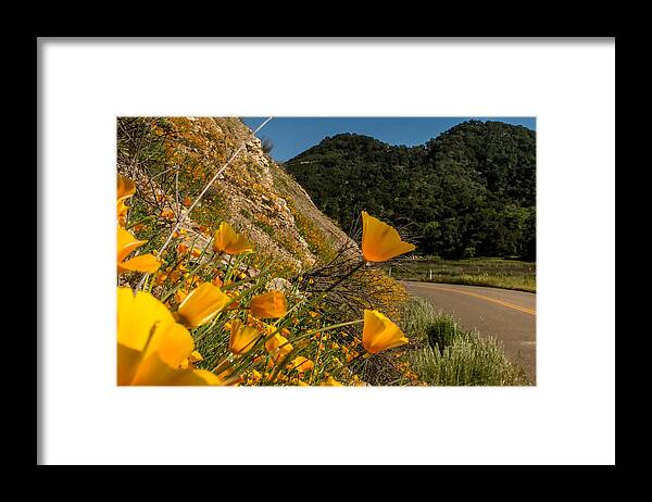 California Poppies Framed Print featuring the photograph Peeking Around the Corner by Marnie Patchett