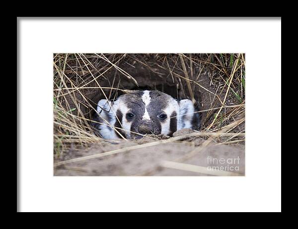 Badger Framed Print featuring the photograph Peeking out by Douglas Kikendall