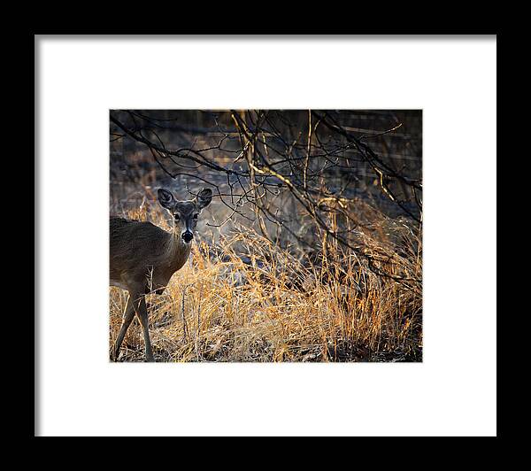 Whitetail Deer Framed Print featuring the photograph Peeking Whitetail Doe by Michael Dougherty
