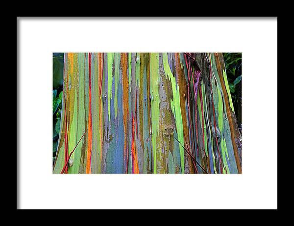 St Lucia Framed Print featuring the photograph Peeling Bark- St Lucia. by Chester Williams