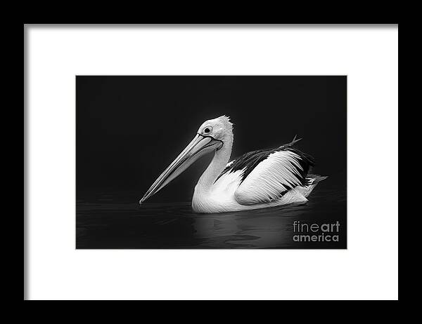 Bird Framed Print featuring the photograph Pelican 2 by Charuhas Images