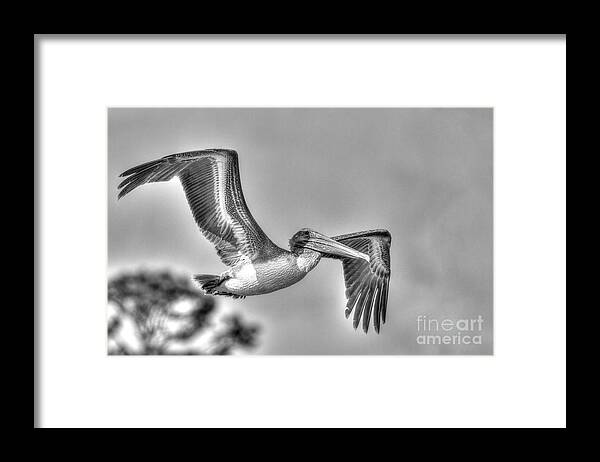 Pelican Framed Print featuring the photograph Pelican-4443 BnW by Gulf Coast Aerials -