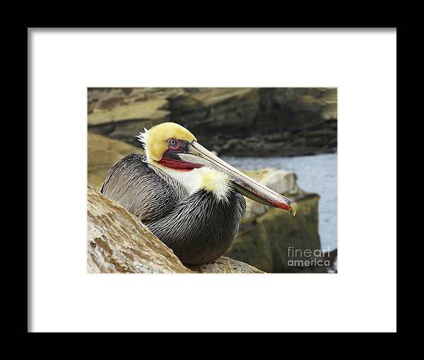 Pelican Framed Print featuring the photograph Pelican Among Rocks by Beth Myer Photography