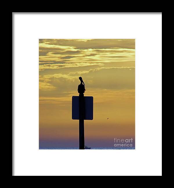Sunset Framed Print featuring the photograph Pelican At Sunset by D Hackett