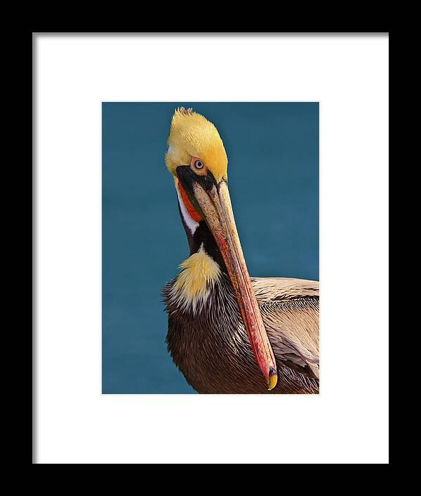 Pelican Framed Print featuring the photograph Pelican by Beth Sargent