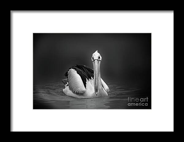 Bird Framed Print featuring the photograph Pelican by Charuhas Images
