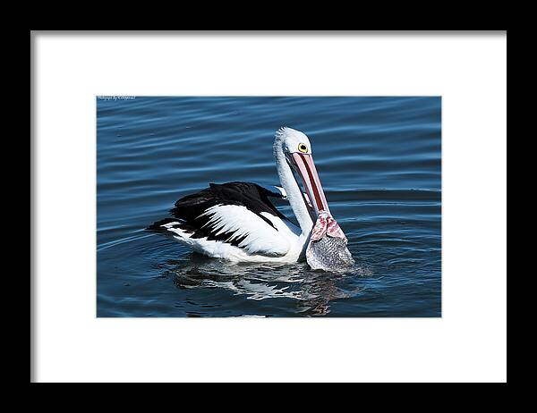 Pelican Photography Framed Print featuring the photograph Pelican fishing 6661 by Kevin Chippindall