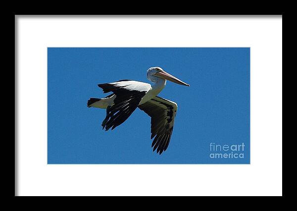 Pelican Flight Framed Print featuring the photograph Pelican Flight by Blair Stuart