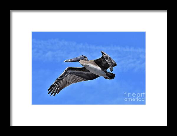 Pelican Framed Print featuring the photograph Pelican Fly By by Julie Adair