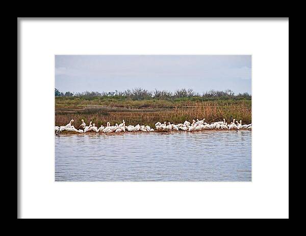 Waterfowl Framed Print featuring the photograph Pelican gathering by Bill Perry