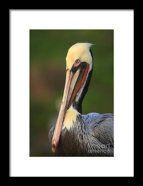 Birds Framed Print featuring the photograph Pelican In Green by John F Tsumas