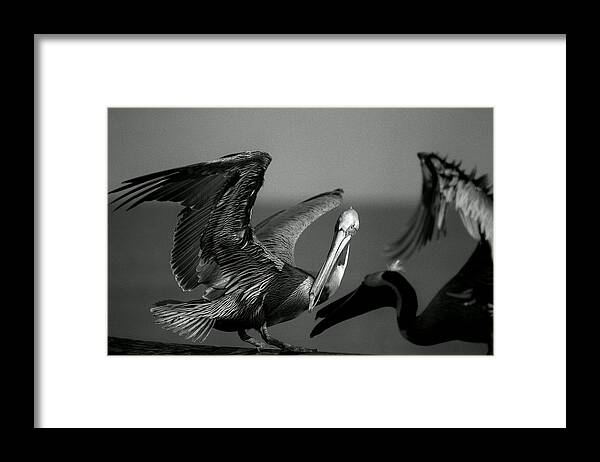 Pelican Framed Print featuring the photograph Pelican by Jane Melgaard