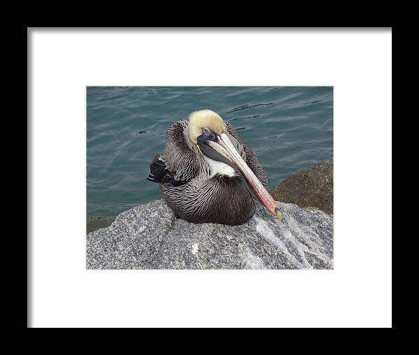 Pelican Framed Print featuring the photograph Pelican by John Mathews