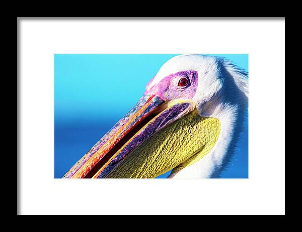 Pelican Framed Print featuring the photograph Pelican by Matt Cohen