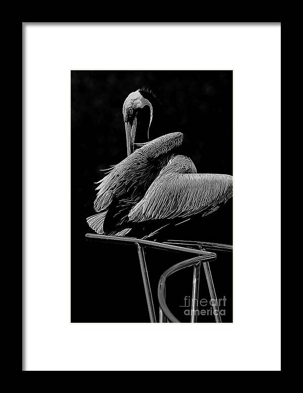Deborah Benoit Framed Print featuring the photograph Pelican On Chrome by Deborah Benoit