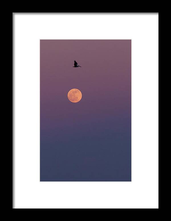 Pelican Framed Print featuring the photograph Pelican Over the Moon by Paul Rebmann