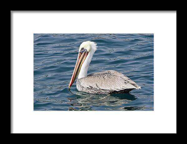 Pelican Framed Print featuring the pyrography Pelican by Shoal Hollingsworth