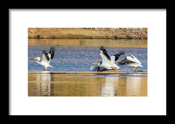 California Framed Print featuring the photograph Pelican Take Off by Marc Crumpler