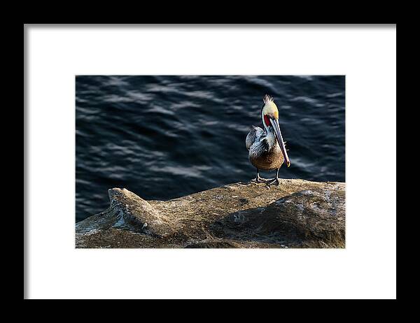 Phenicie Framed Print featuring the photograph Pelican1 by James David Phenicie