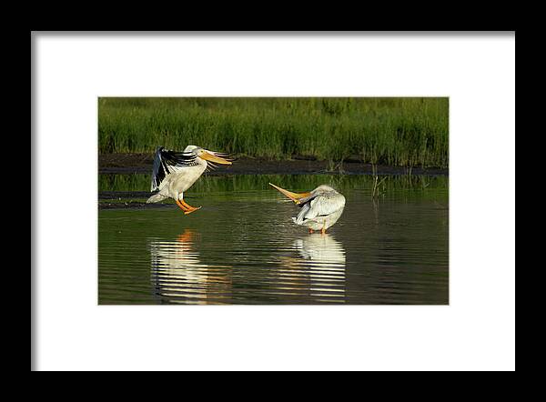 Pelican Framed Print featuring the photograph Pelicans 2 by Rick Mosher