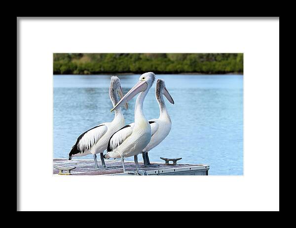 Pelicans Australia Framed Print featuring the photograph Pelicans 6663. by Kevin Chippindall
