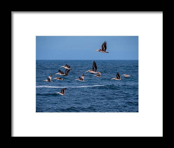 Pelicans Framed Print featuring the photograph Pelicans Fly Over the Water by Derek Dean