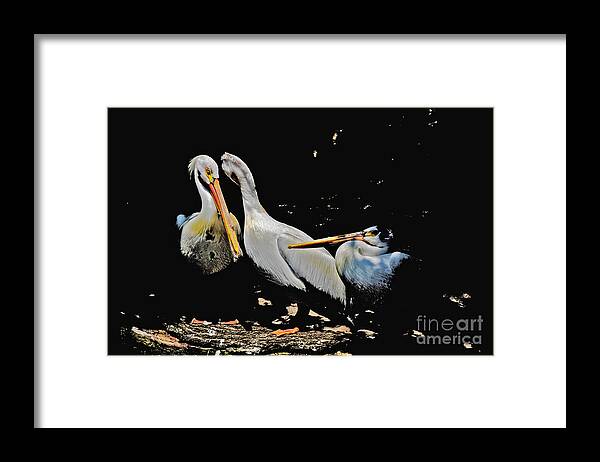 Pelicans Framed Print featuring the photograph Pelicans in the Sun Impressionistic 2 by David Frederick