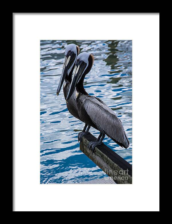 Pelicans Framed Print featuring the photograph Pelicans by John Greco