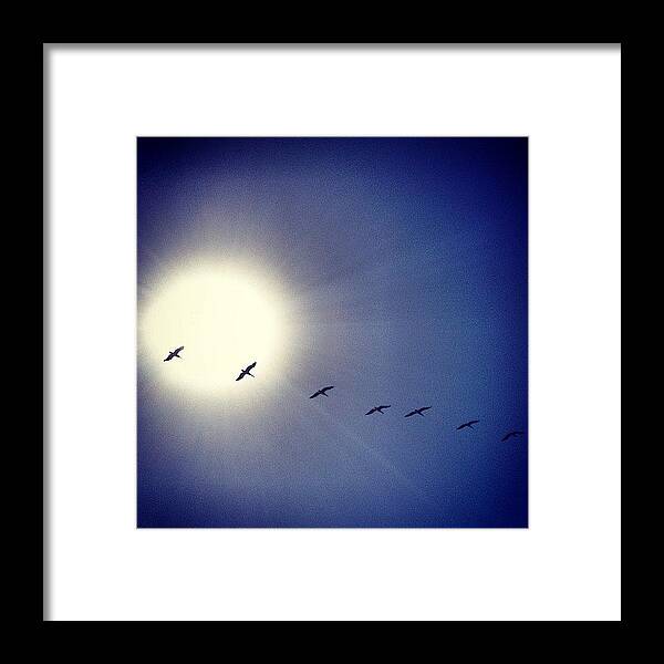Pelican Framed Print featuring the photograph Pelicans by Kyle Krone