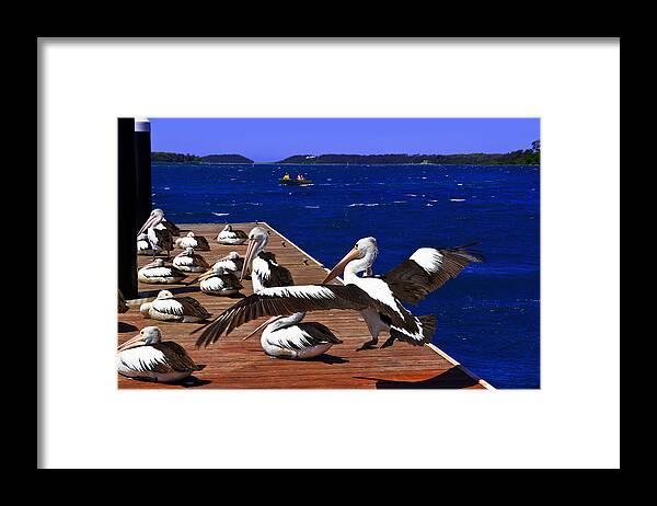 Pelican Framed Print featuring the photograph Pelican's Landing Before Touchdown by Miroslava Jurcik