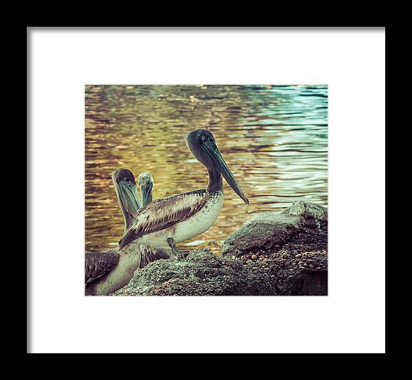 Florida Pelican Framed Print featuring the photograph Pelicans On Rocks 3 by Debra Forand