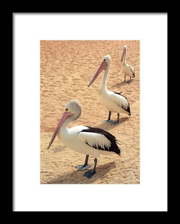 Animals Framed Print featuring the photograph Pelicans Seriously Chillin' by T Brian Jones