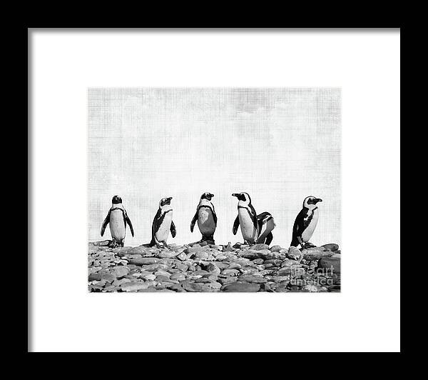 Penguins Framed Print featuring the photograph Penguins by Delphimages Photo Creations