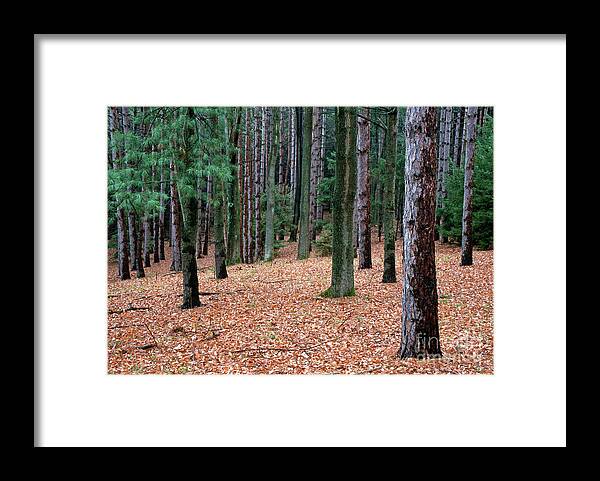 Trees Framed Print featuring the photograph Pennsylvania forest scene by Kevin Shields