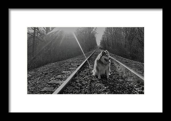  Framed Print featuring the photograph Pensive Doggo by Brad Nellis