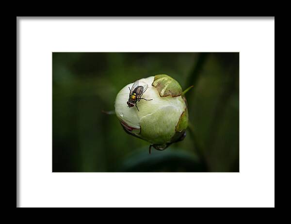 Peone Framed Print featuring the photograph Peone bud with fly by Kevin Giannini