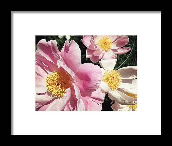 Peonies Framed Print featuring the photograph Peonies37 by Olivier Calas