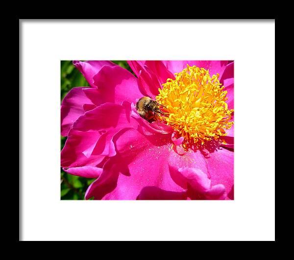 Bee Framed Print featuring the photograph Peony and bumble bee by Jean Evans