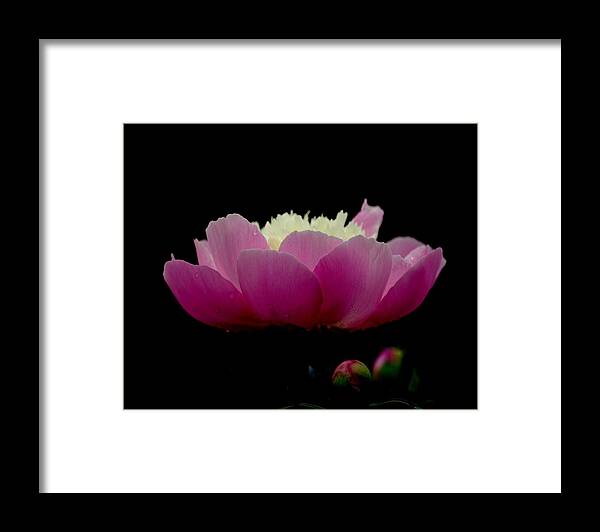 Art Framed Print featuring the photograph Peony I Pink on Black by Joan Han