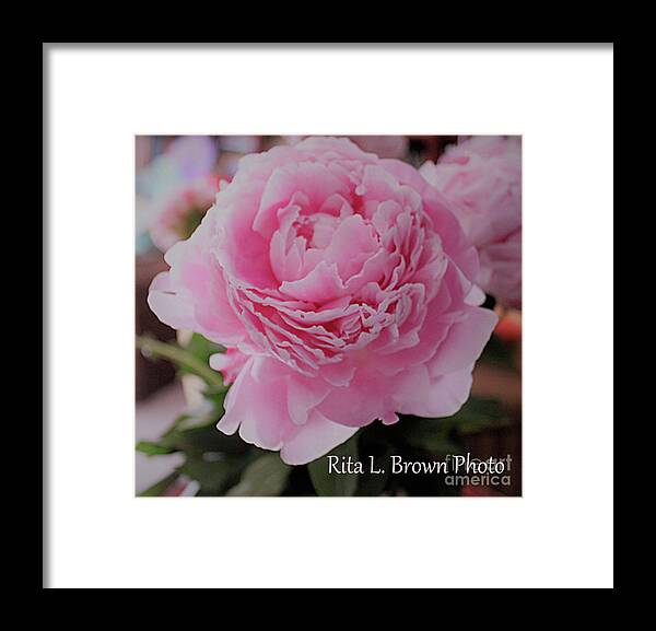 Peony Framed Print featuring the photograph Peony Pink Petals by Rita Brown