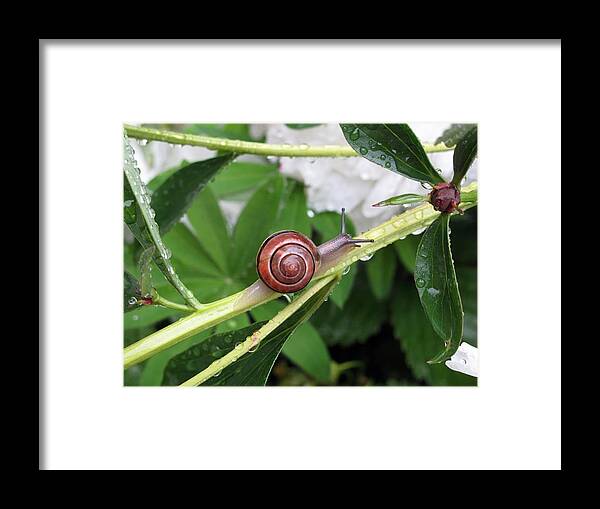 Snail Framed Print featuring the photograph Peony Snail by Solveig Singleton