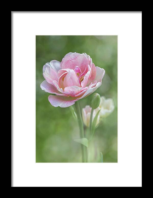 Flower Framed Print featuring the photograph Peony Tulip - Vertical Texture by Patti Deters