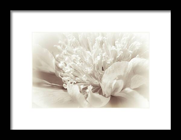 Peony Framed Print featuring the photograph Peony 5 by Bonnie Bruno