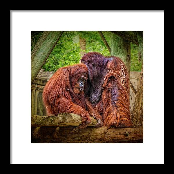 Bornean Orangutan Framed Print featuring the photograph People of The Forest by Sandra Selle Rodriguez